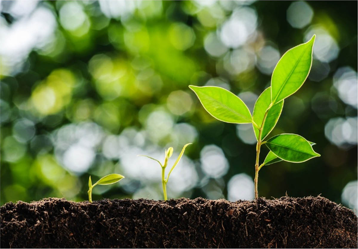 growing crop