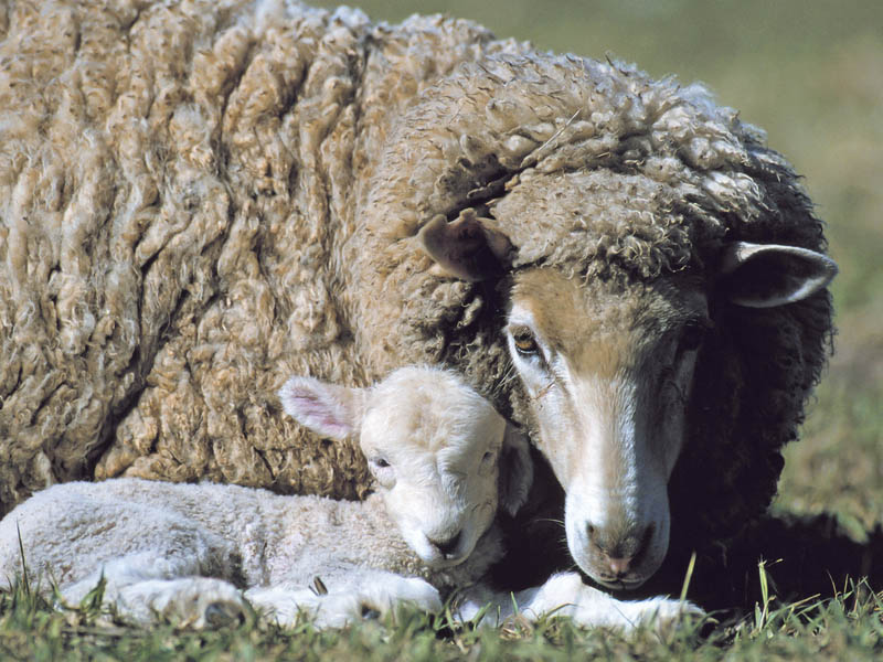 Ewe with lamb