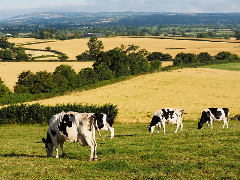 cattle summer grazing